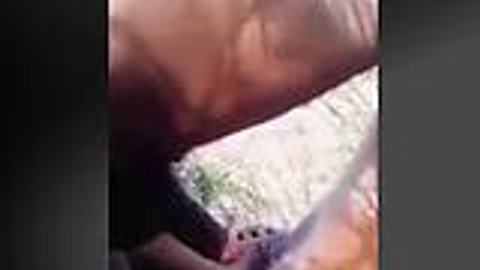 တောထဲမှာဖုတ်တဲ့မြန်မာ — XBurma Myanmar video preview