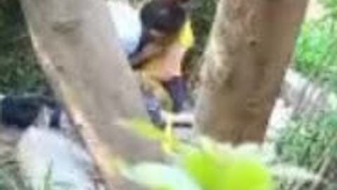 ခိုးစားနေတဲ့အတွဲချောင်းရိုက် video preview
